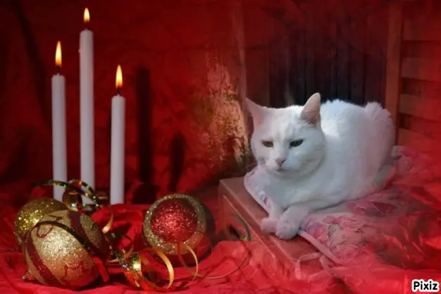 Andachtsbild von Timmys Mutti Tanja an Sternenprinzessin Lissy ❤❤