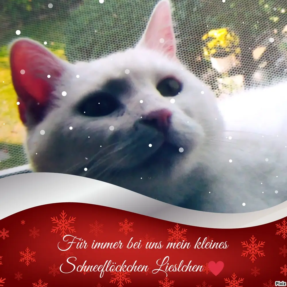 Andachtsbild von Für Dich meine kleine Lieslmaus ❤️