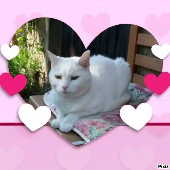 Andachtsbild von Timmys Mutti Tanja an Sternenprinzessin Lissy ❤