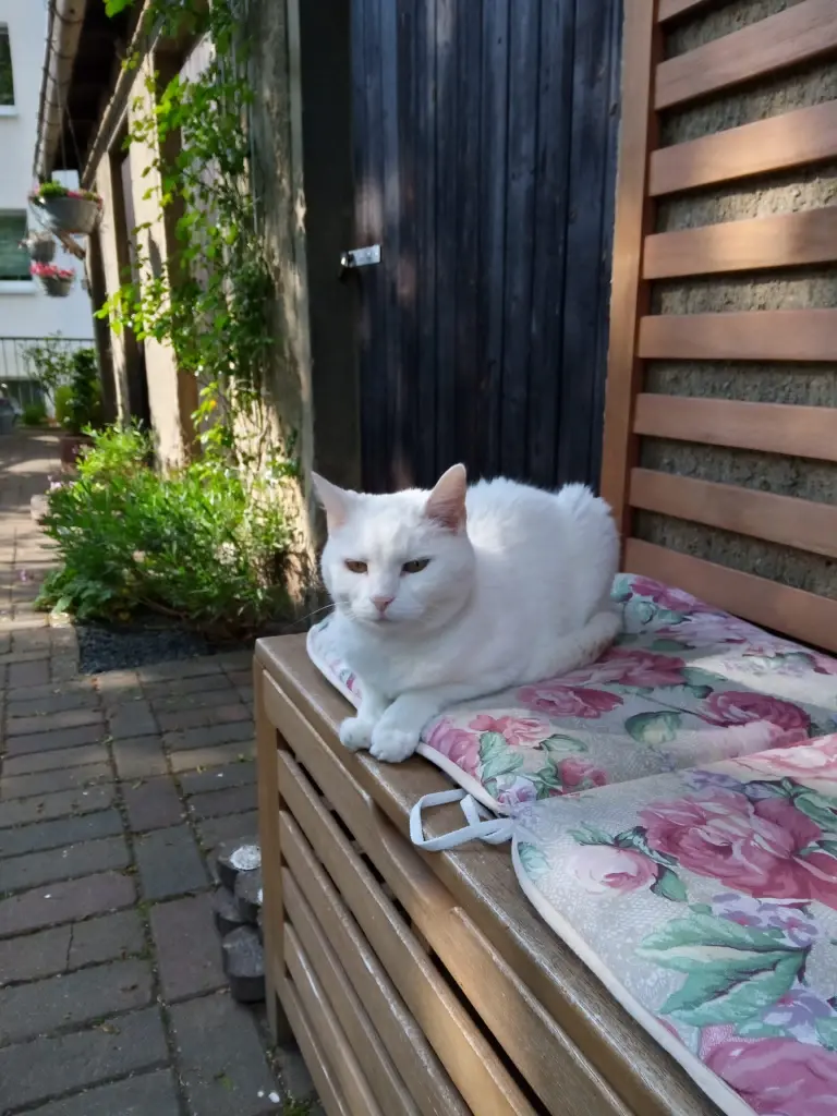 Andachtsbild von Für unser kleines Schneeweißchen ♥️