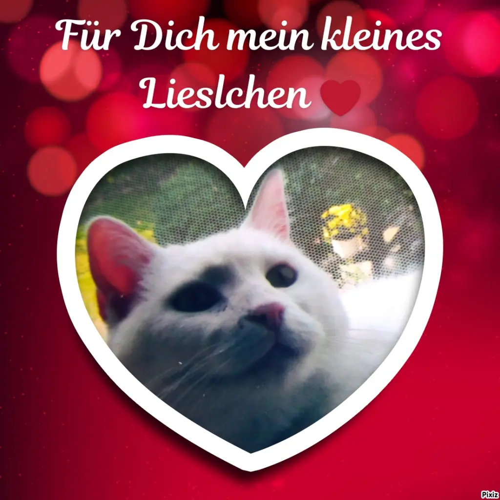 Andachtsbild von Für Dich mein kleines Schneeweisschen ♥️