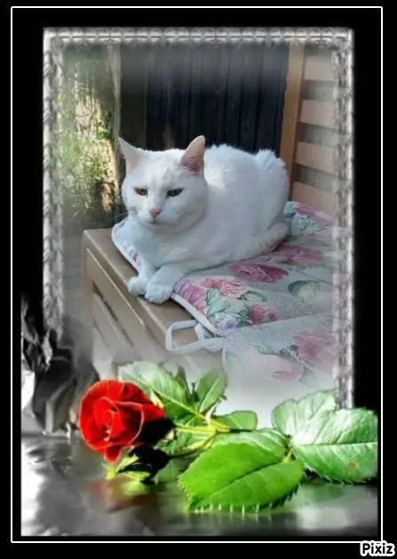 Andachtsbild von Tanja mit Timmy im Herzen 