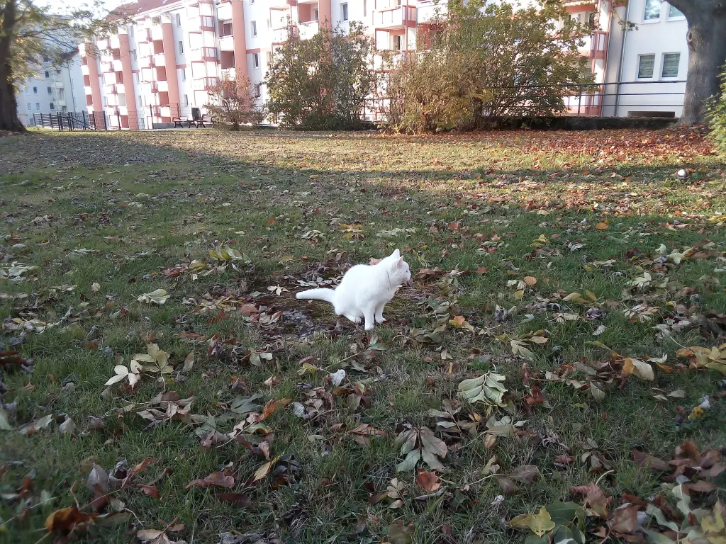 Andachtsbild von Für Dich meine liebe Lissymaus♥️