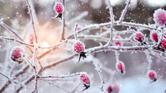 Andachtsbild von Elisabeth mit Marple, Christie u. Arafat im ♥