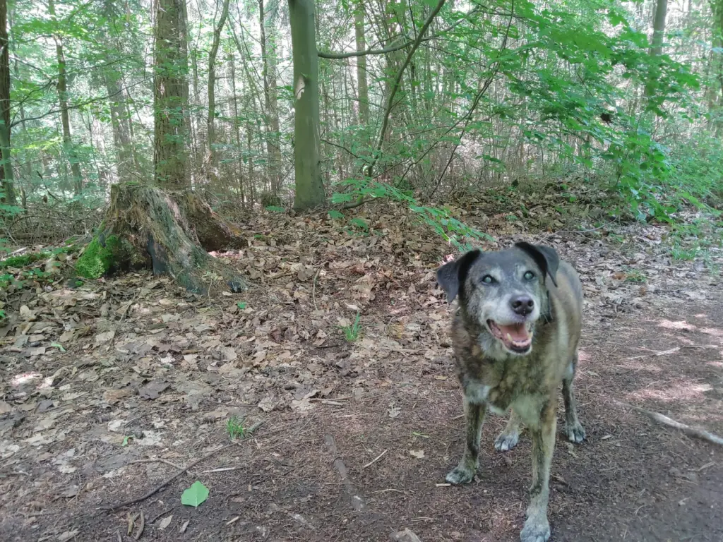 Andachtsbild von Gabi mit Max gest.20.11.2020❣️