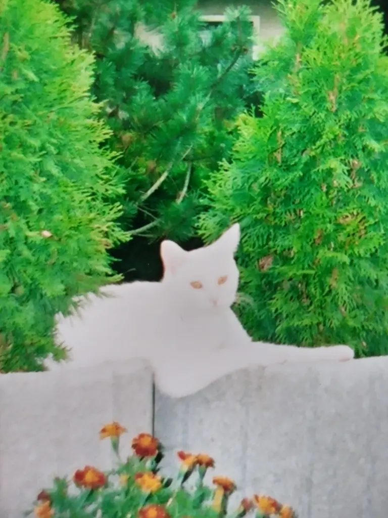 Andachtsbild von Für unser kleines Schneeweißchen ♥️