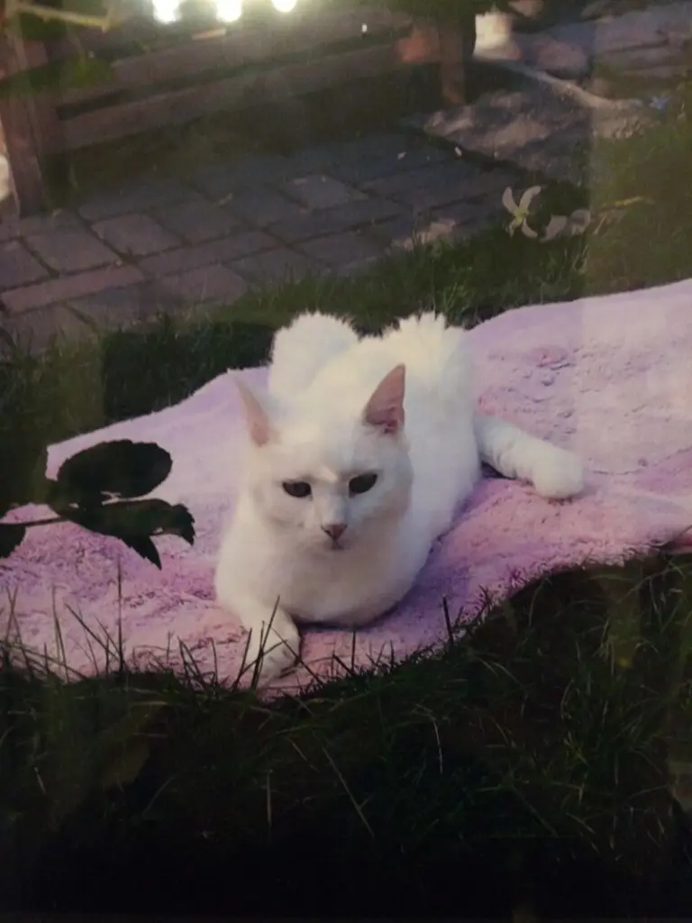 Andachtsbild von Für unser kleines Schneeweißchen ♥️