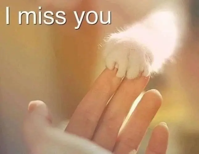 Condolence image of Für Dich meine kleine Liesl❤️