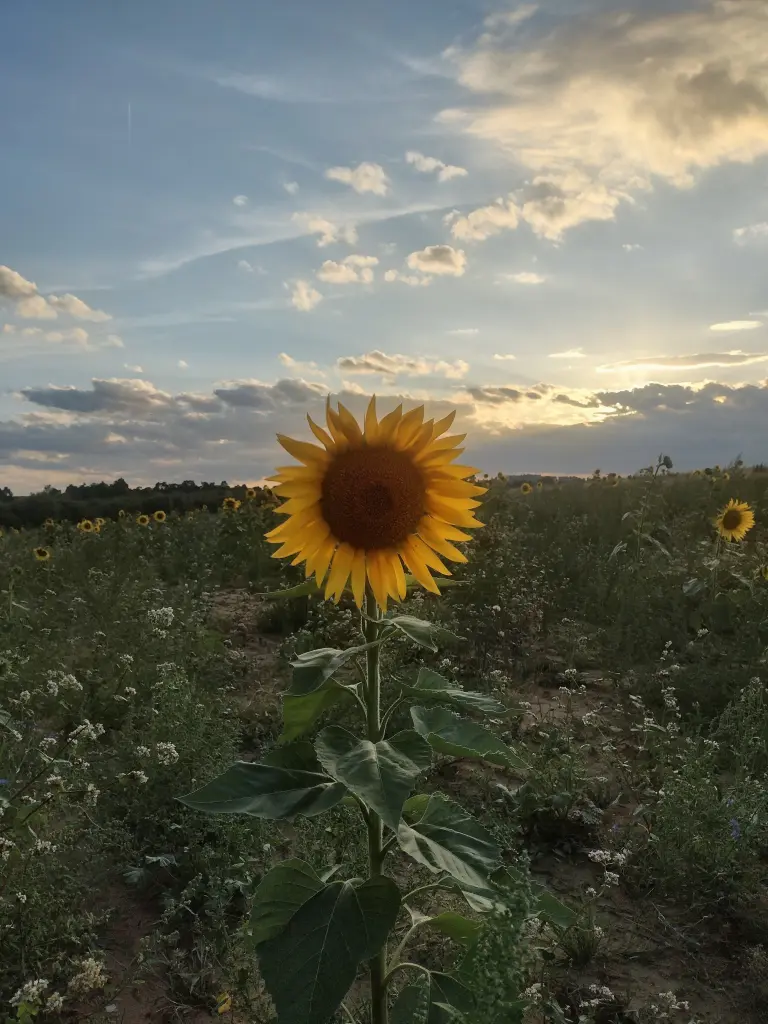 Condolence image of Corinna🧡 für Lissy 🧡🦋