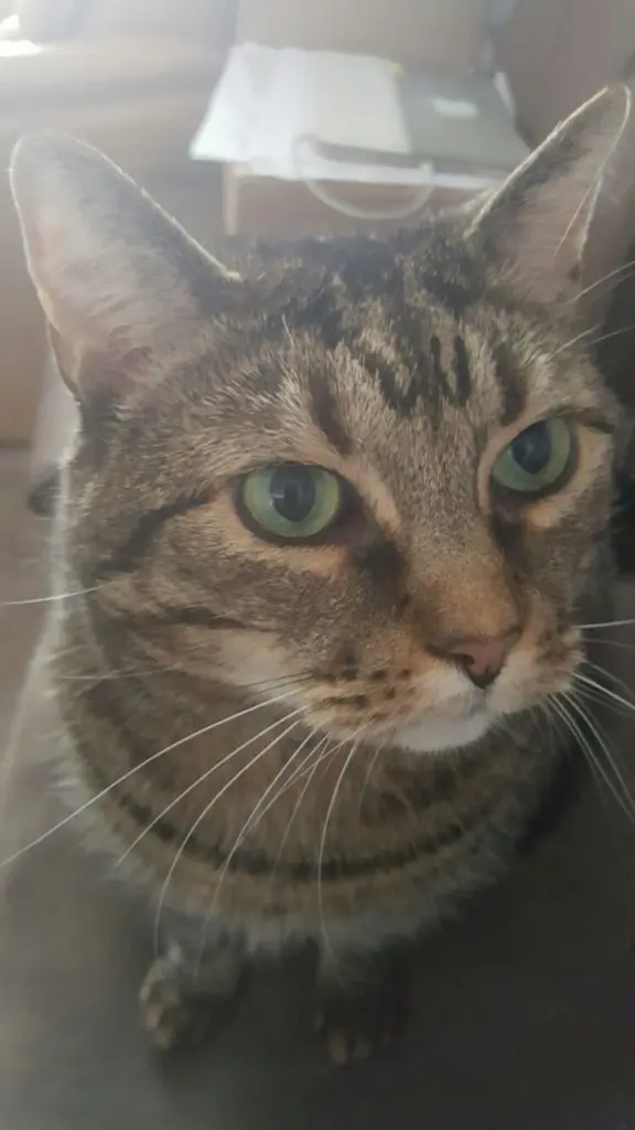 Image from Merlin