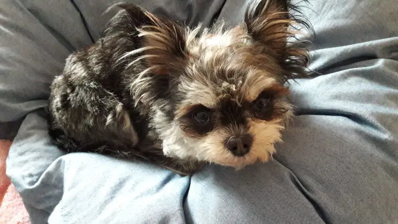 Condolence image of Astrid