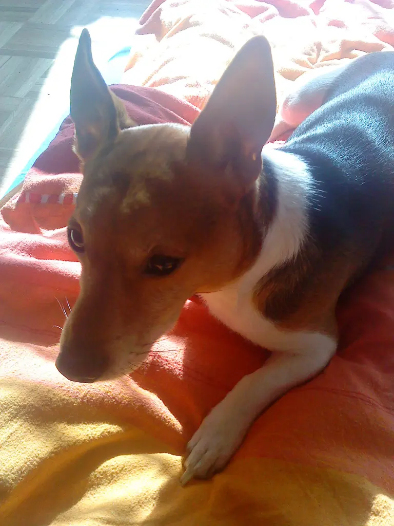 Image from Lucky
