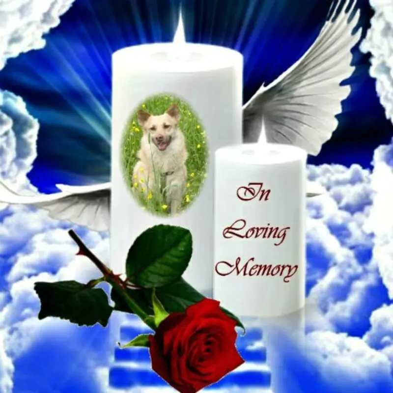 Condolence image of ❤️❤️❤️❤️❤️❤️❤️❤️❤️❤️❤️❤️❤️❤️