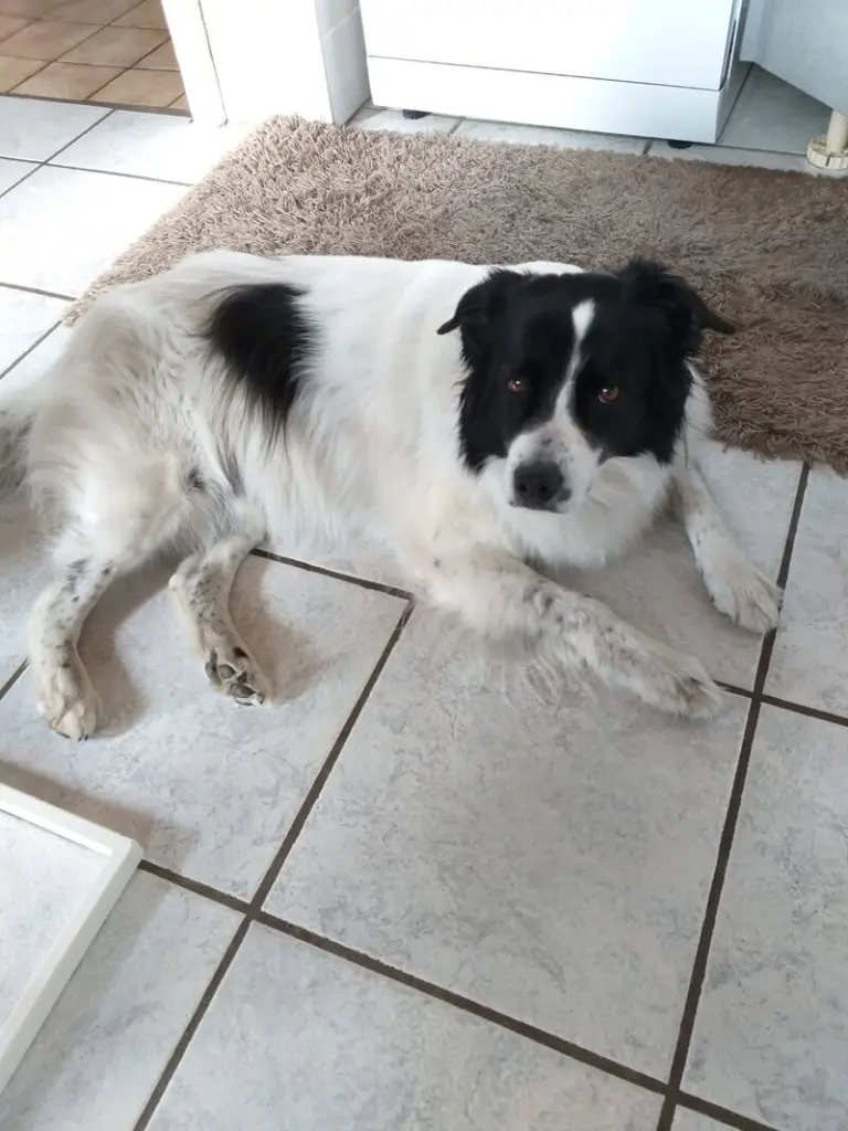 Condolence image of Mathias und Anett mit Rusty im❤