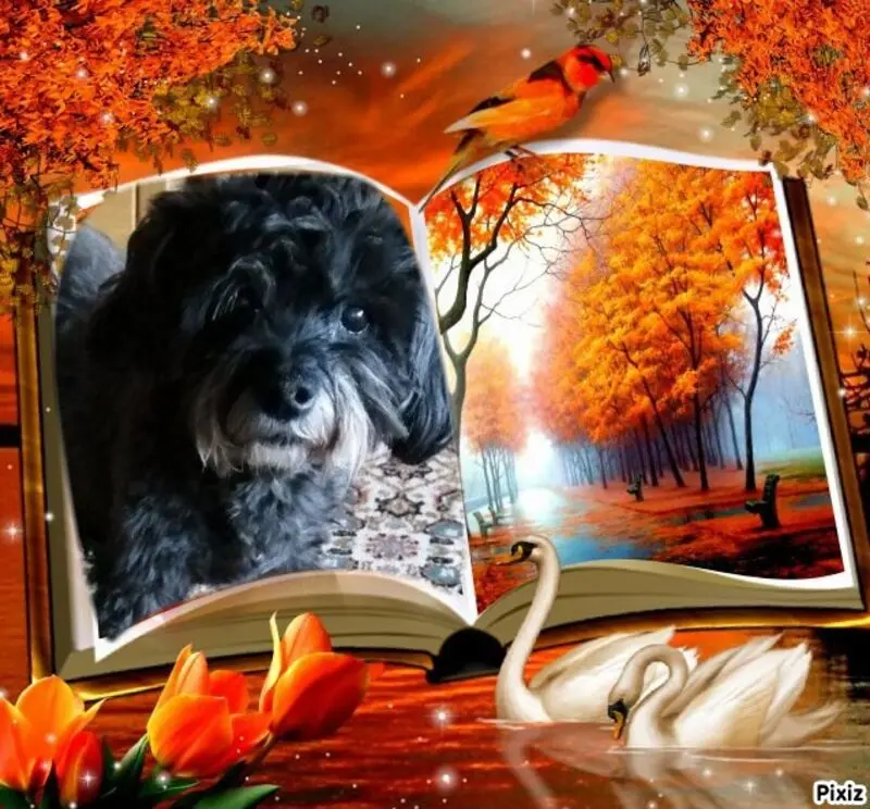 Condolence image of Andrea mit Minki im ❤