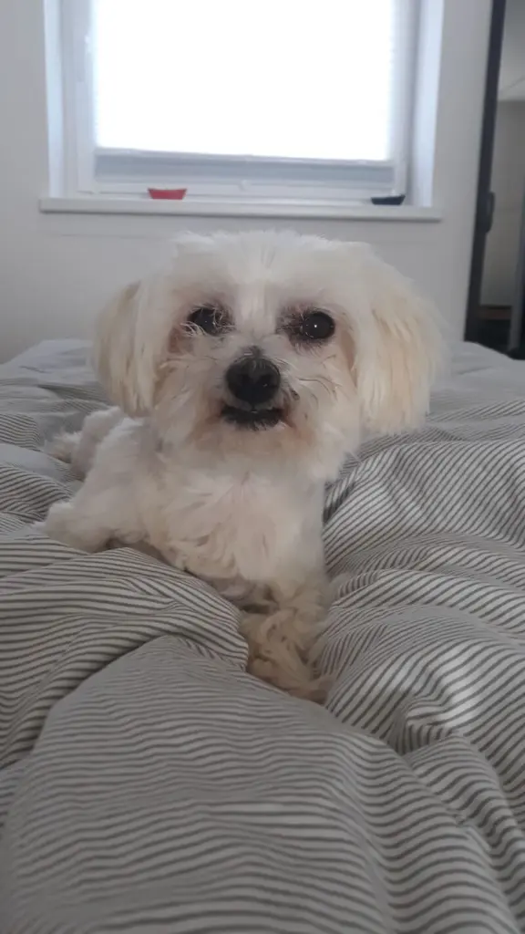 Condolence image of Elena mit Jack im ❤️