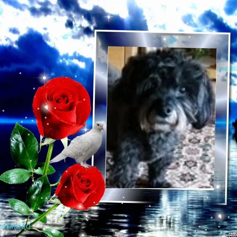 Condolence image of Patricia mit Bunny 