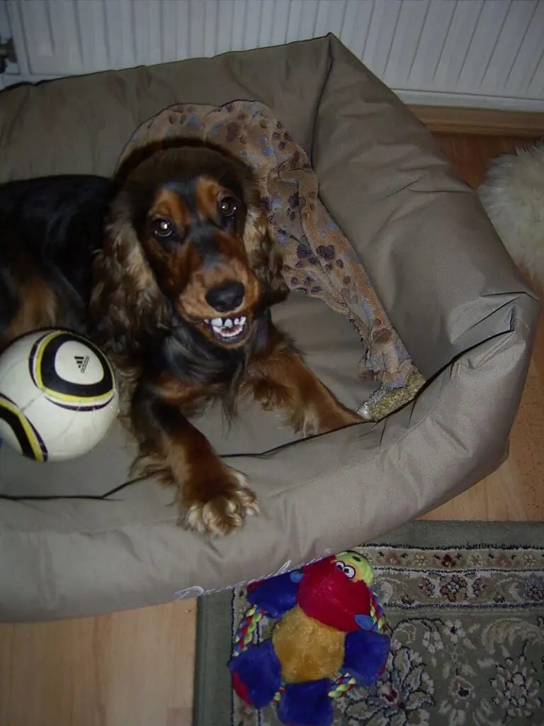 Condolence image of von Christine für Fiby