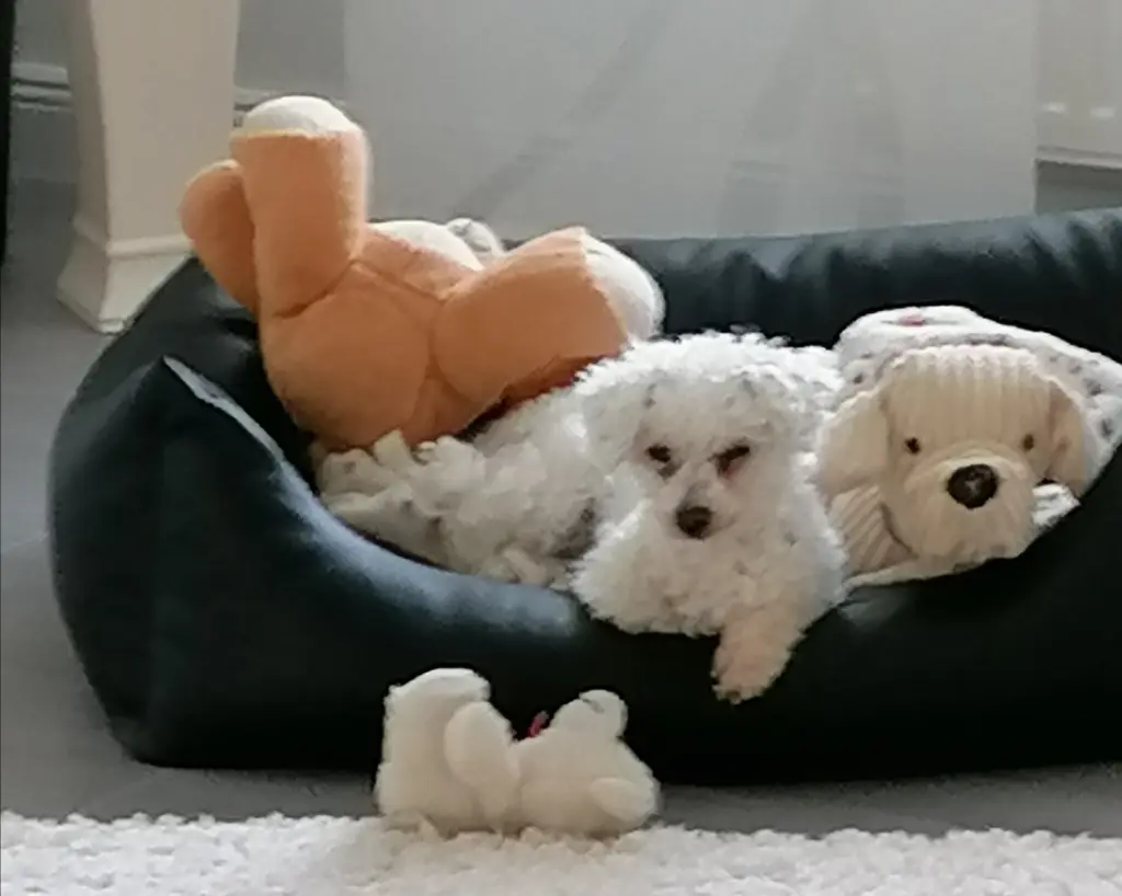 Condolence image of Gaby mit Snowy im Herzen