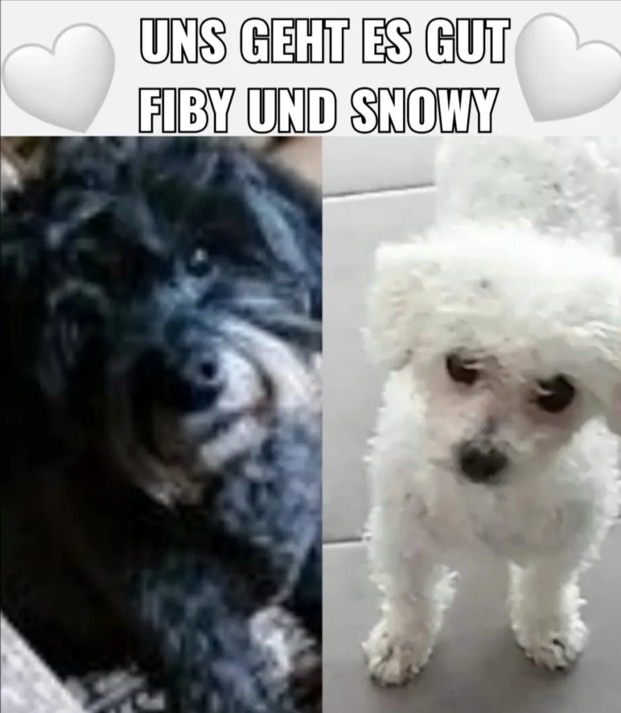 Condolence image of Gaby mit Snowy im Herzen