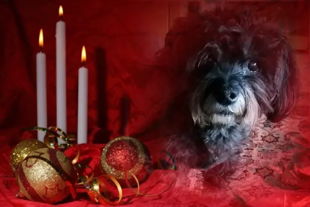 Condolence image of Patricia mit Bunny