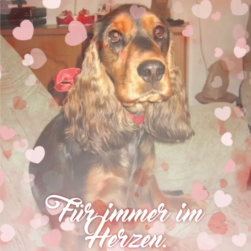 Condolence image of Christine mit Amy tief im Herzen(verst.13.11.2020)