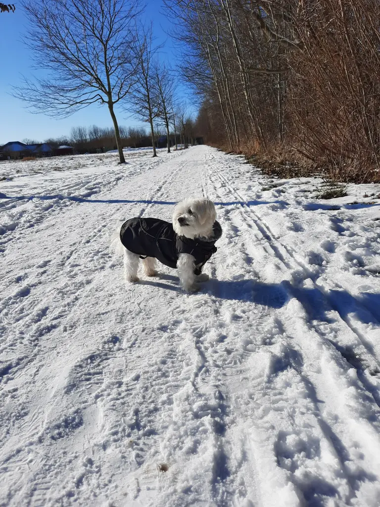 Condolence image of Elena mit Jack im ❤️