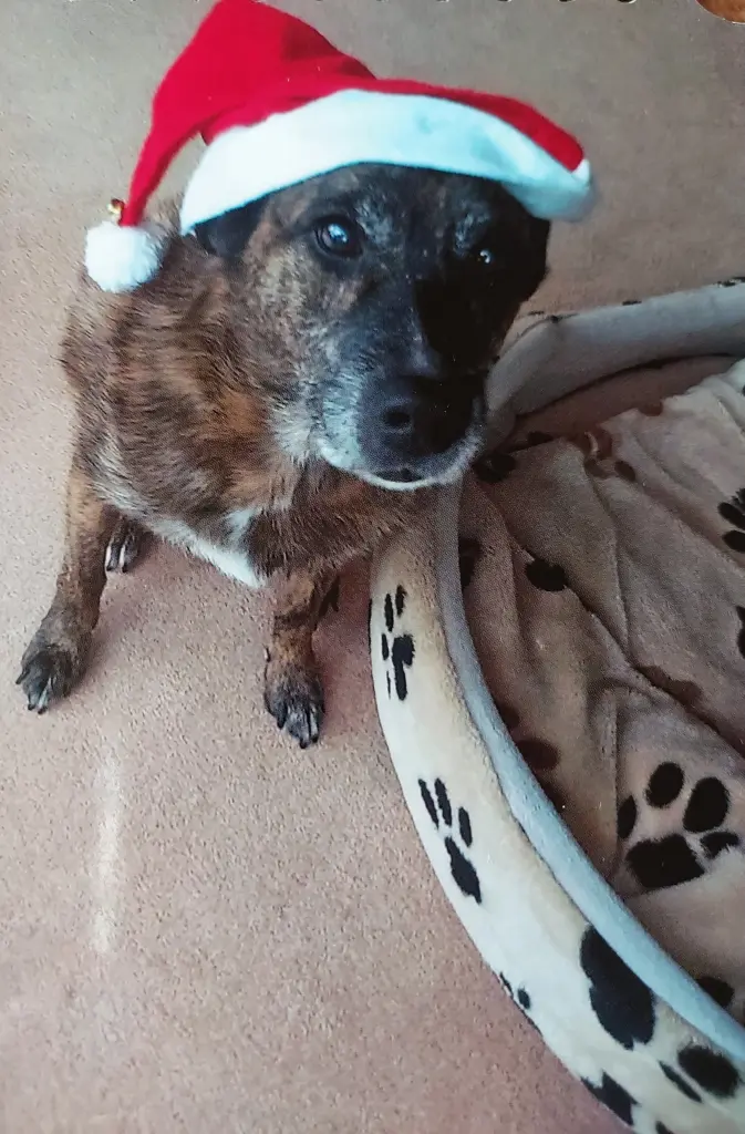 Condolence image of Gabi mit Max ❣️