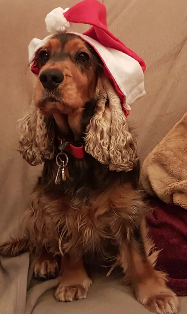 Condolence image of Christine mit Amy tief im Herzen(verst.13.11.2020)