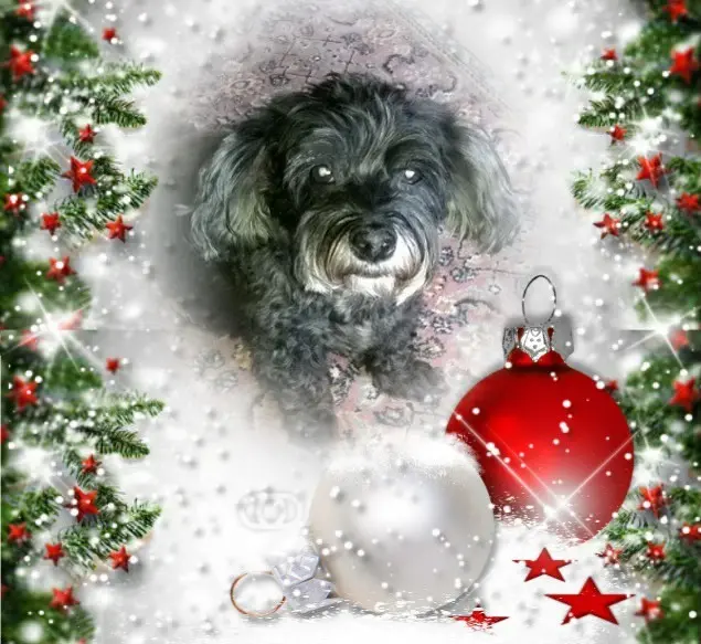 Condolence image of Patricia mit Bunny 