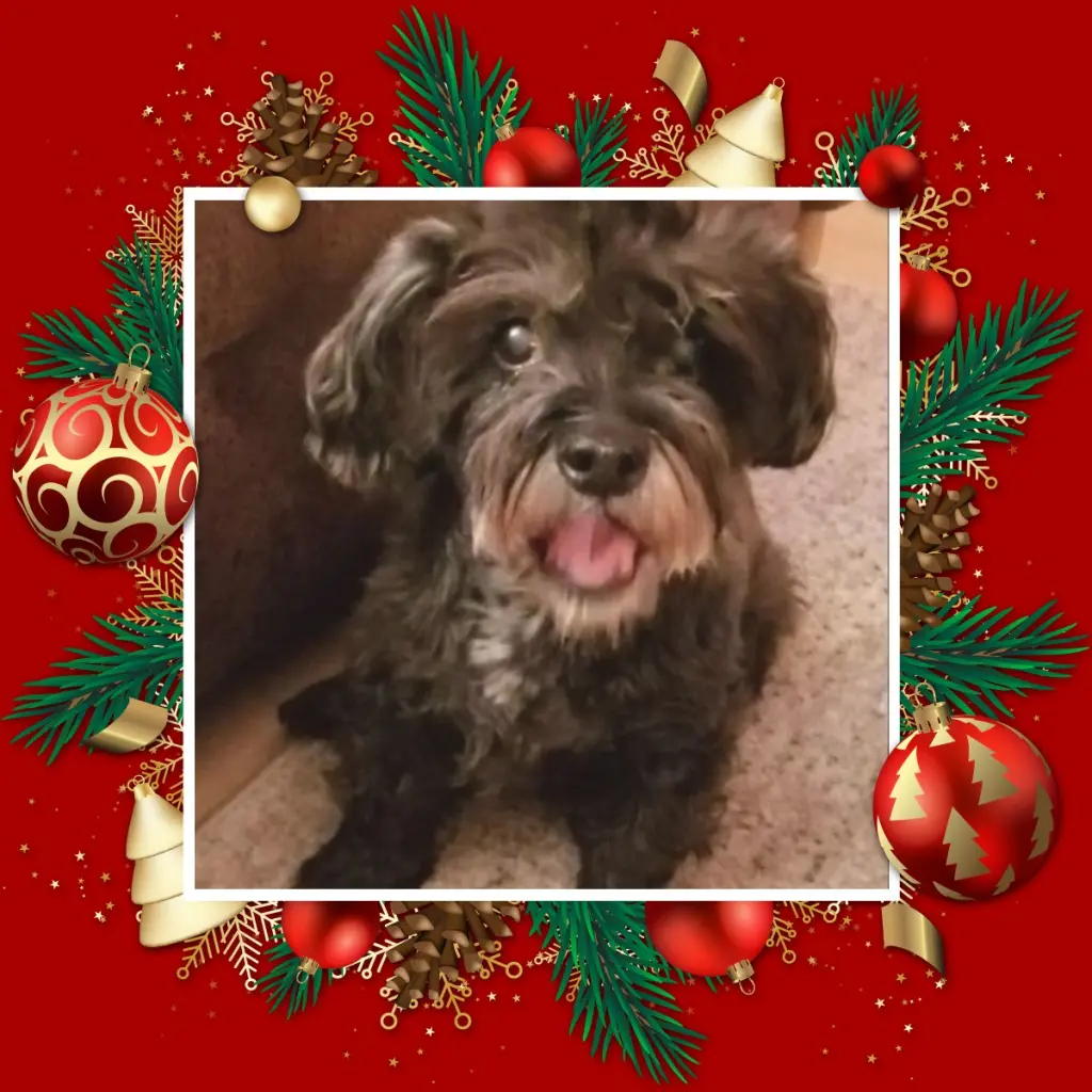 Condolence image of Andrea mit Minki im ❤