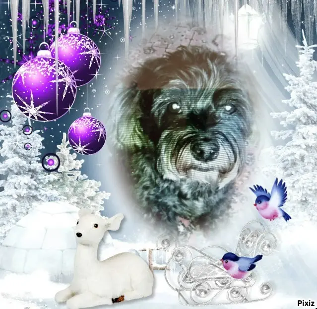 Condolence image of Für das Sternchen Fiby♥️