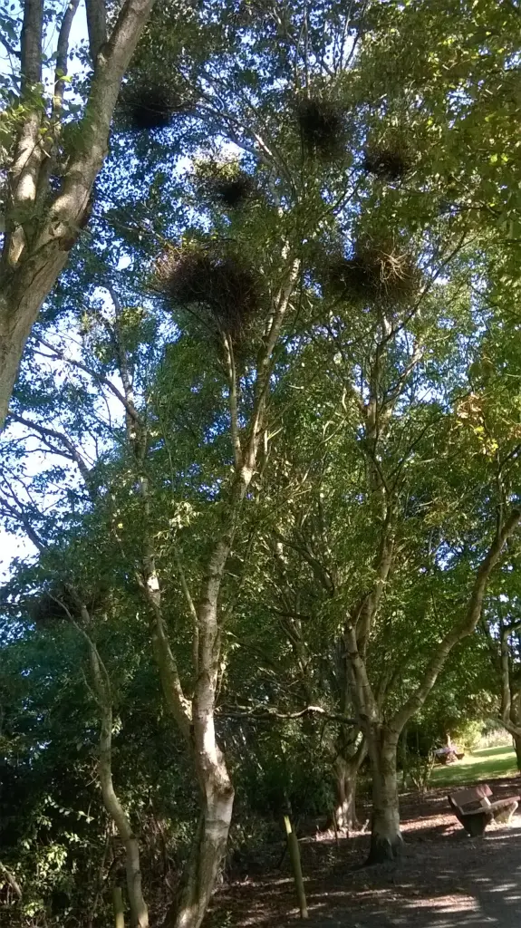 Condolence image of von Fiby für Mama