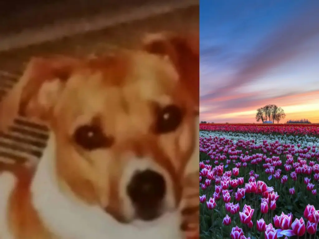 Condolence image of Gaby mit Snowy ❤️