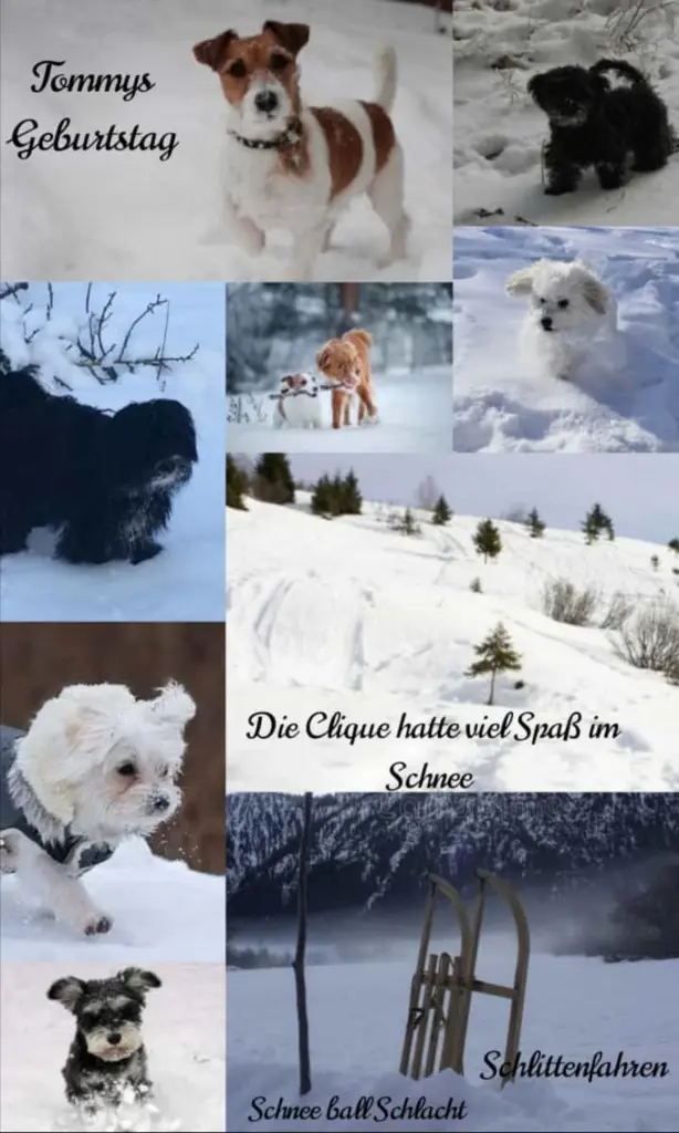 Condolence image of Fiby u Snowy 