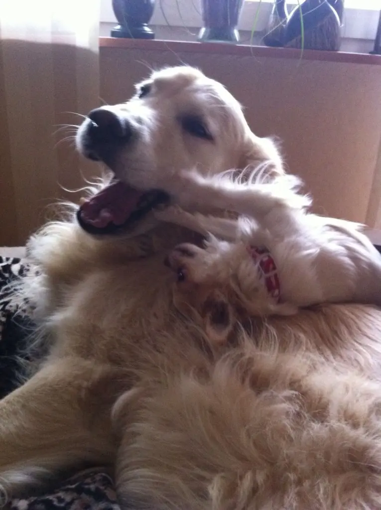 Condolence image of Für Elke von Shila 