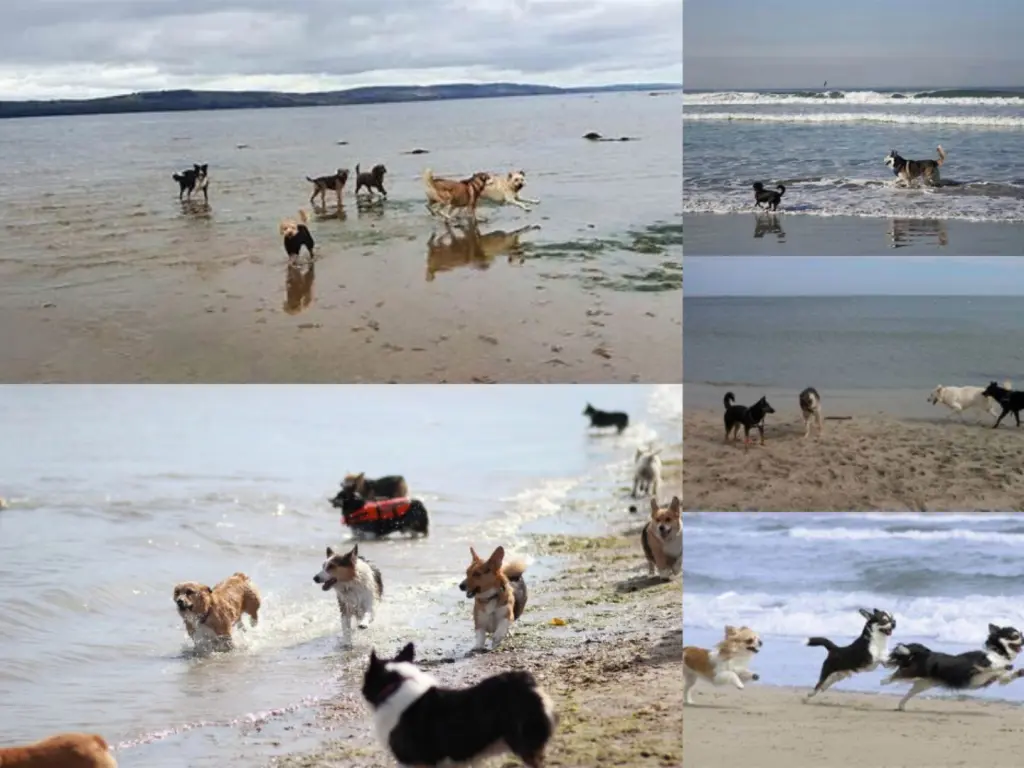 Condolence image of Von Snowy ❤️