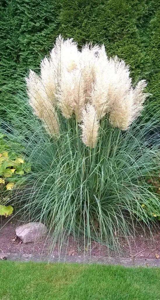 Condolence image of für Fiby und Tommy