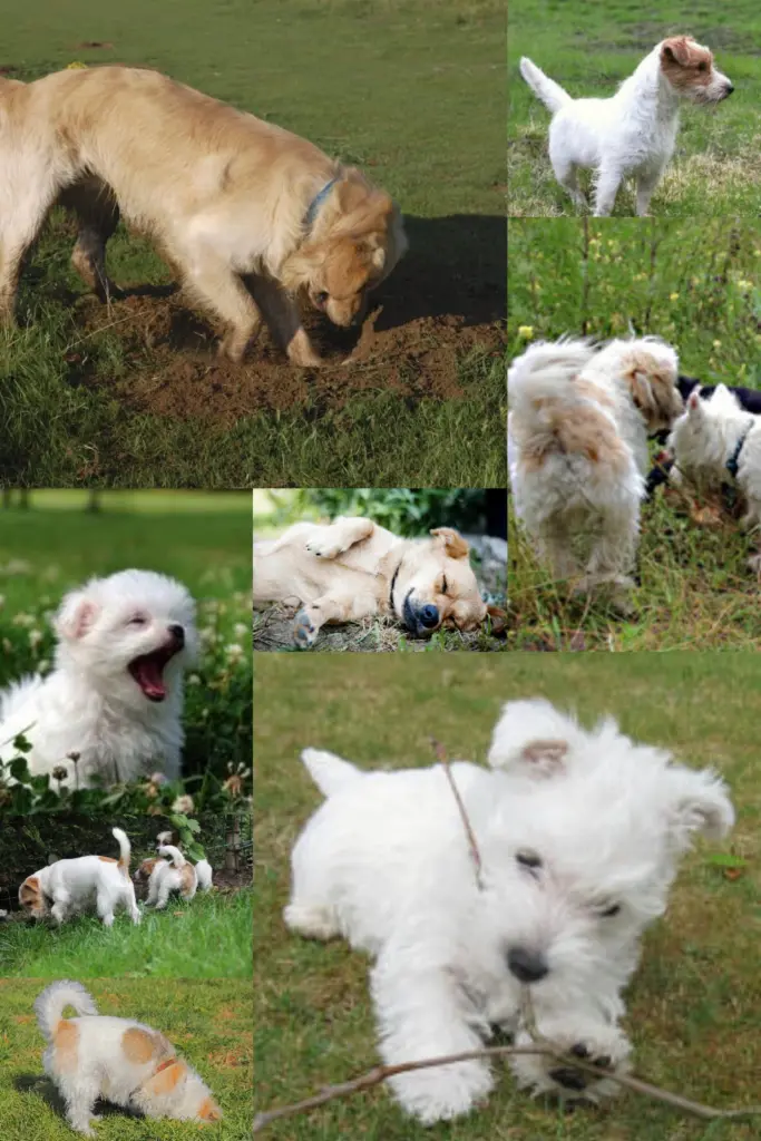 Condolence image of Fellnasen WG