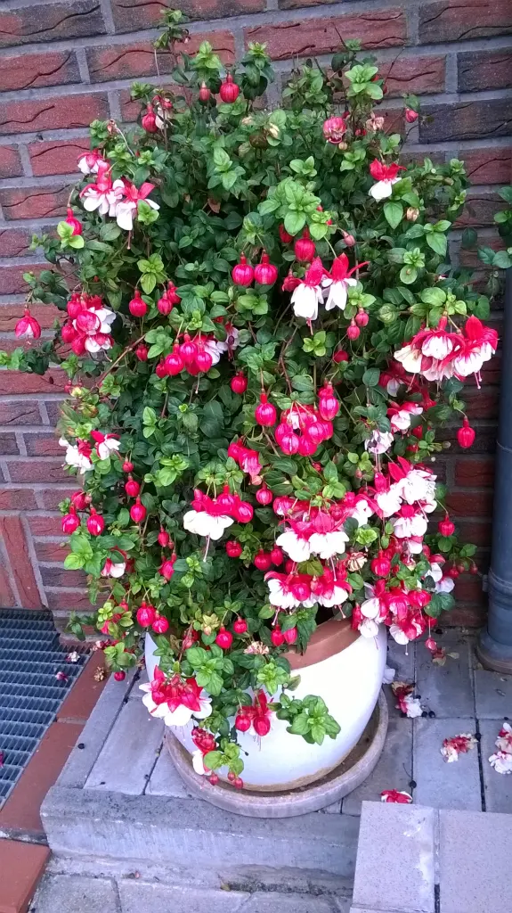 Condolence image of Fiby, Snowy + die Fellnasen WG