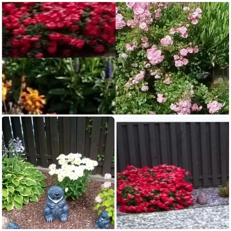 Condolence image of von Mama