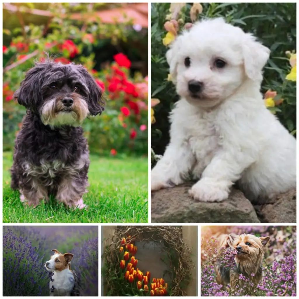 Condolence image of Von Snowy ❤️