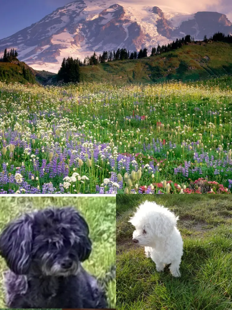 Condolence image of Für Fiby v Gaby