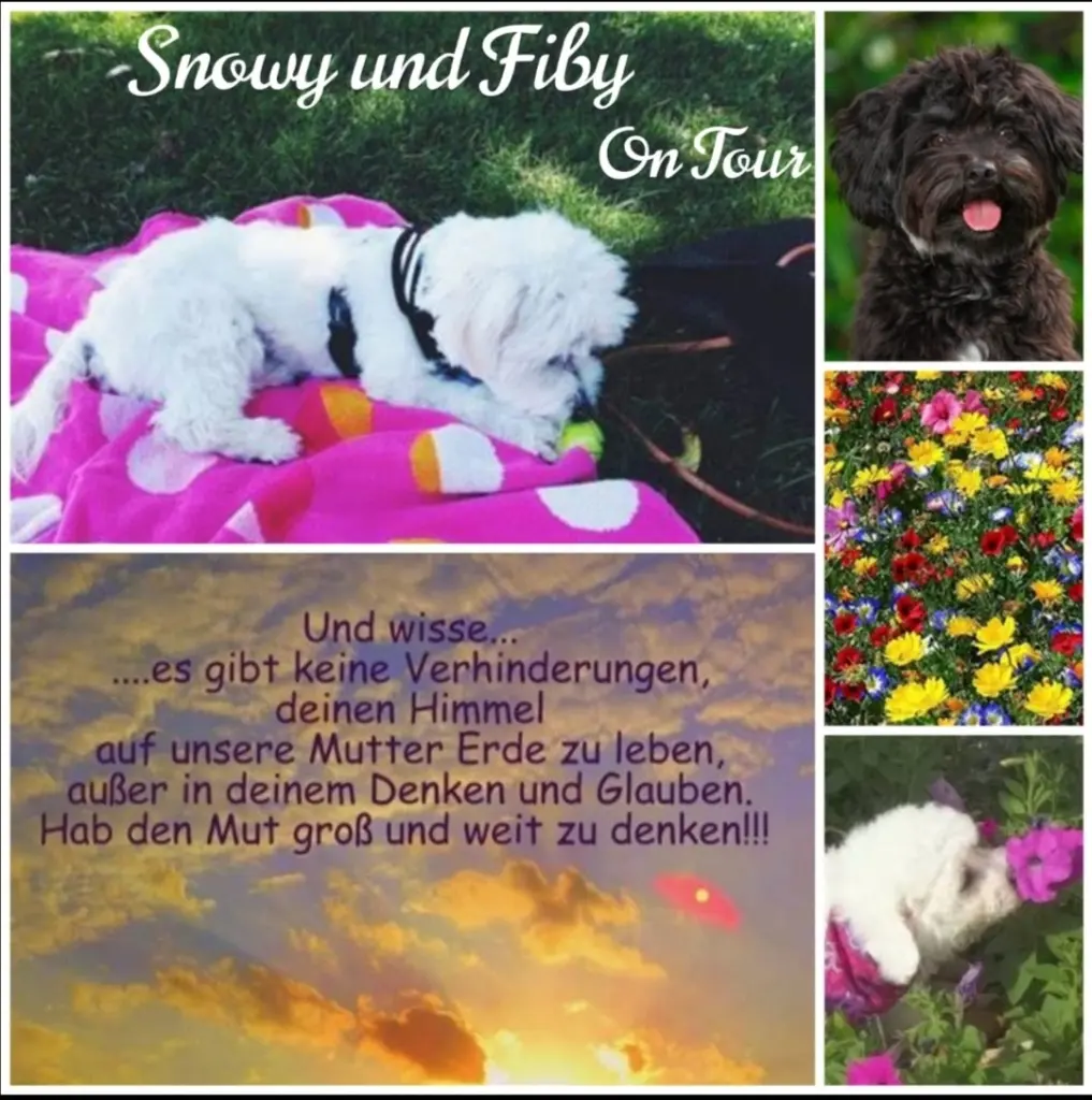 Condolence image of Von Snowy ❤️für Elke
