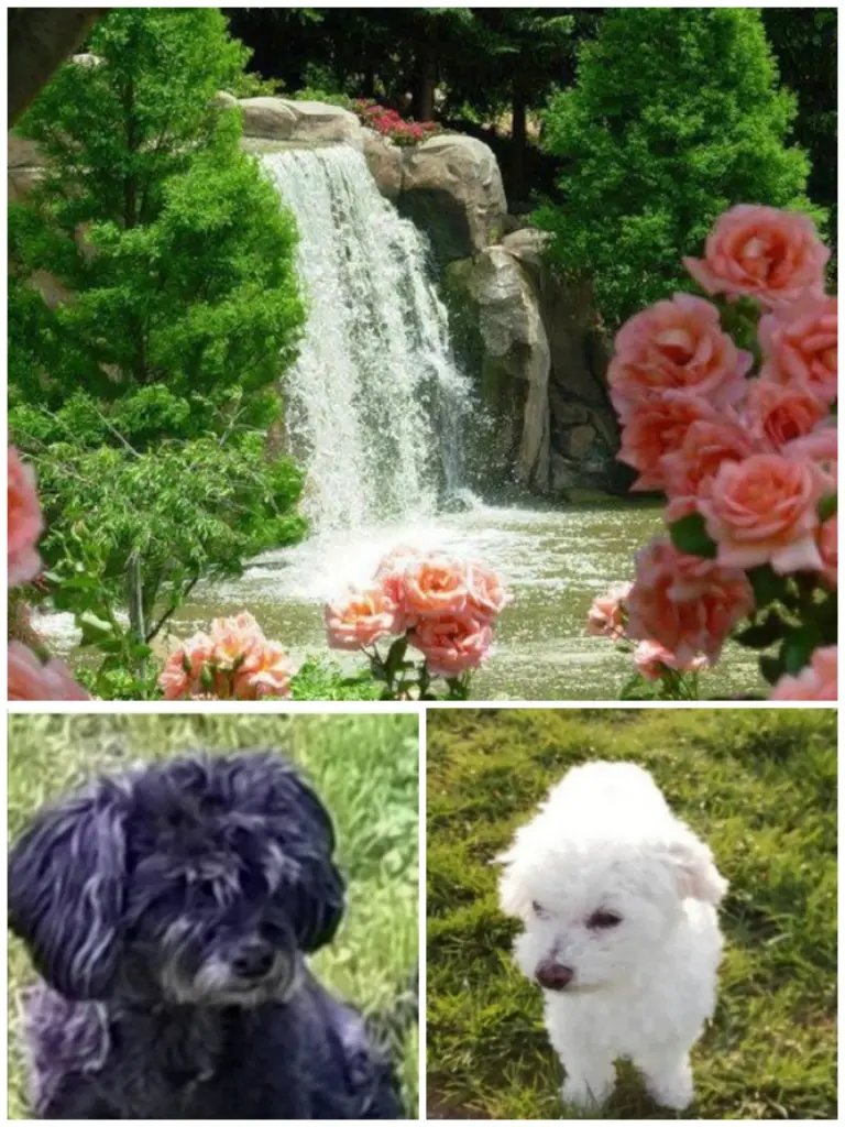 Condolence image of Für Elke v Gaby ❤️