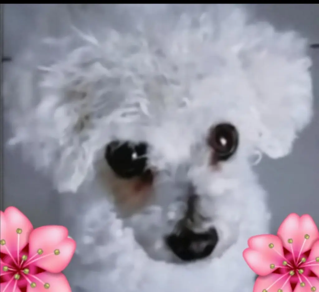 Condolence image of Von Snowy ❤️