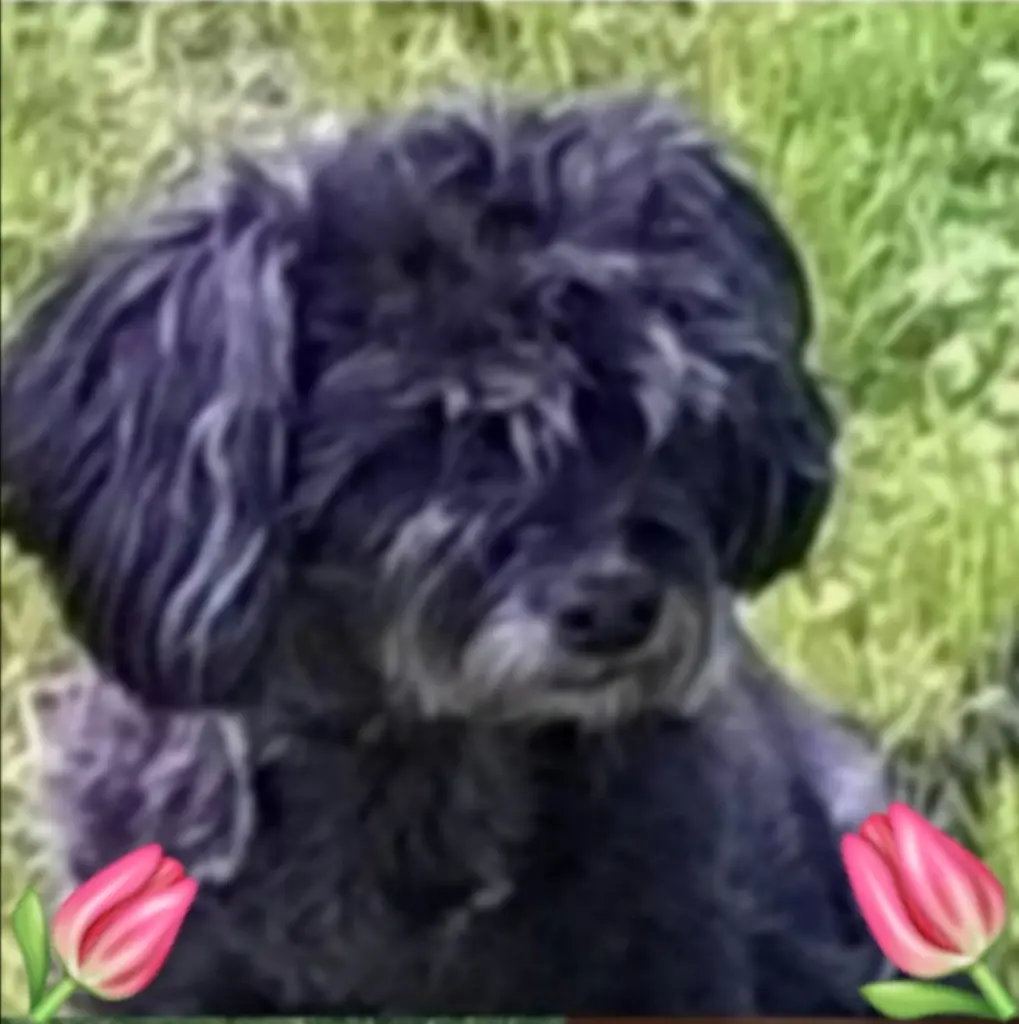 Condolence image of Von Fiby ❤️