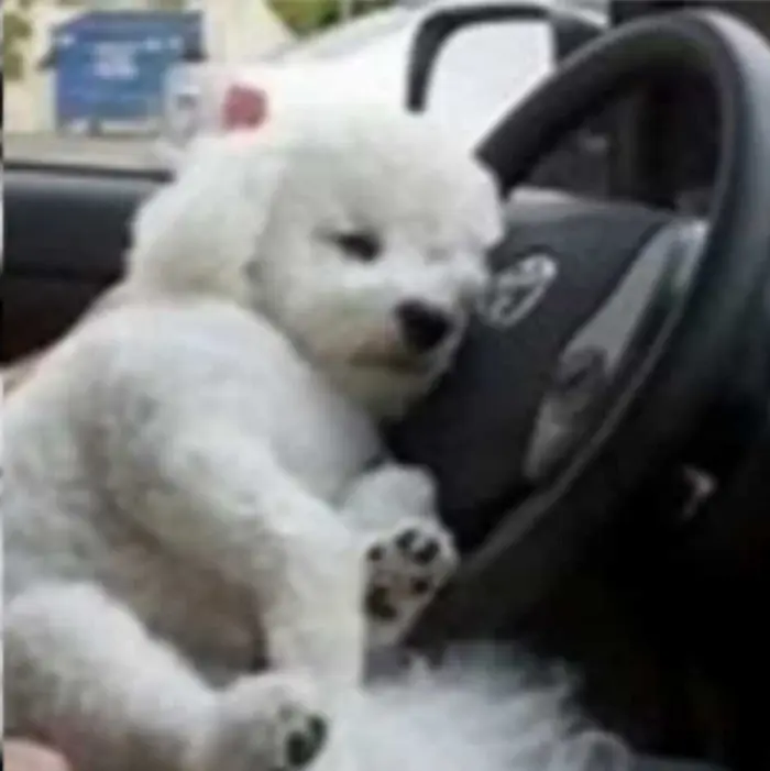 Condolence image of Von Snowy ❤️