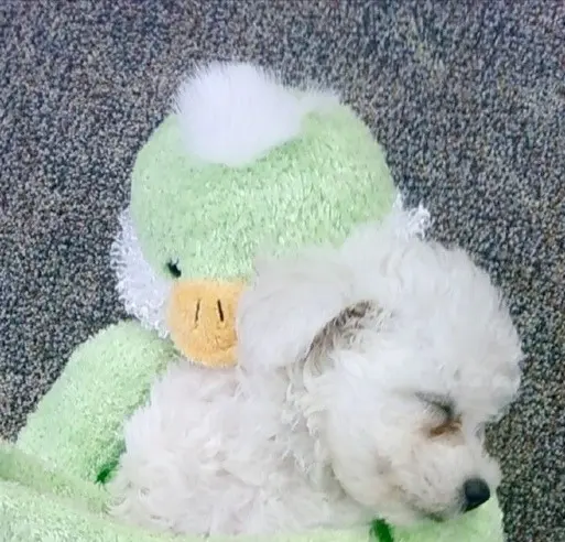 Condolence image of Von Snowy ❤️