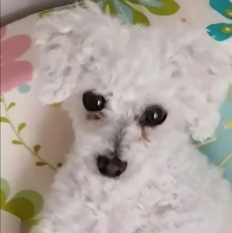 Condolence image of Von Snowy ❤️für Fiby 